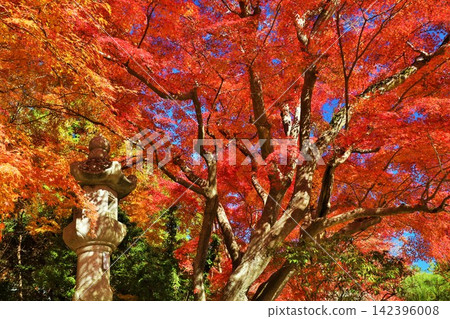 Autumn in Naritasan Park, Chiba Prefecture: Autumn leaves and stone lanterns Autumn in Naritasan Park, Chiba Prefecture: Autumn leaves and stone lanterns 142396008