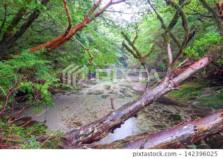 Yakushima World Natural Heritage Site, Yodogawa Valley (Summer) Yakushima World Natural Heritage Site, Yodogawa Valley (Summer) 142396025