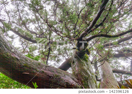 Yakushima, a World Natural Heritage Site: Trees where gods reside (Summer) Yakushima, a World Natural Heritage Site: Trees where gods reside (Summer) 142396126