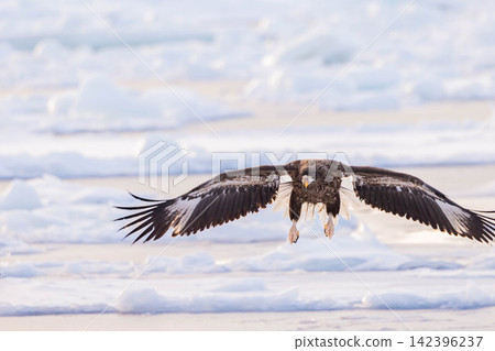Steller's sea eagle landing Steller's sea eagle landing 142396237