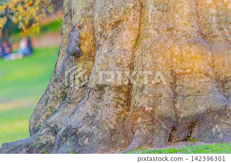 Squirrel climbing a tree Squirrel climbing a tree 142396301