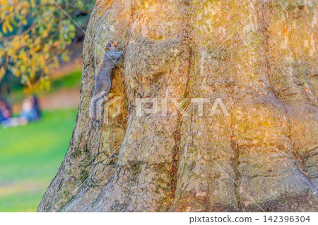Squirrel climbing a tree Squirrel climbing a tree 142396304
