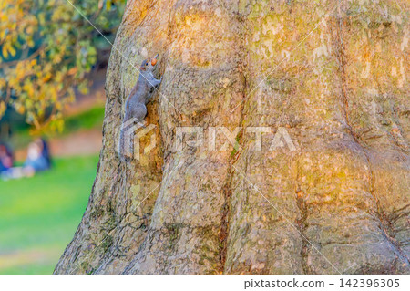 Squirrel climbing a tree Squirrel climbing a tree 142396305