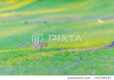 Running squirrel Running squirrel 142396345
