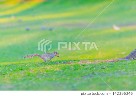 Running squirrel Running squirrel 142396346