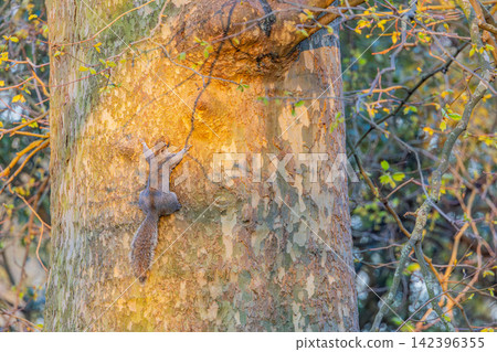 Squirrel climbing a tree Squirrel climbing a tree 142396355