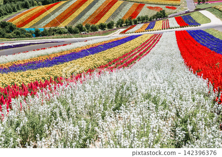 Panoramic view of vibrant rainbow flower fields and rolling hills in Shikisai no Oka with orange marigolds in foreground, Biei, Hokkaido, Japan Panoramic view of vibrant rainbow flower fields and rolling hills in Shikisai no Oka with orange marigolds in foreground, Biei, Hokkaido, Japan 142396376