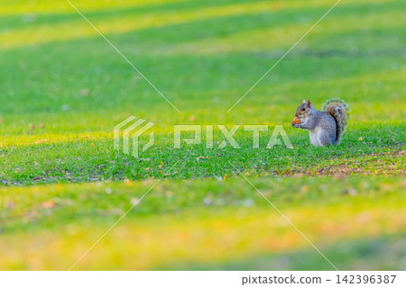 Squirre Squirre 142396387