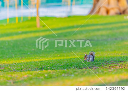 Squirre Squirre 142396392