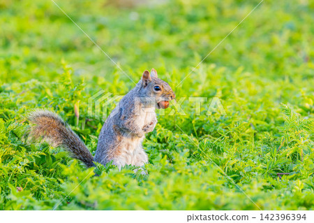 Squirre Squirre 142396394