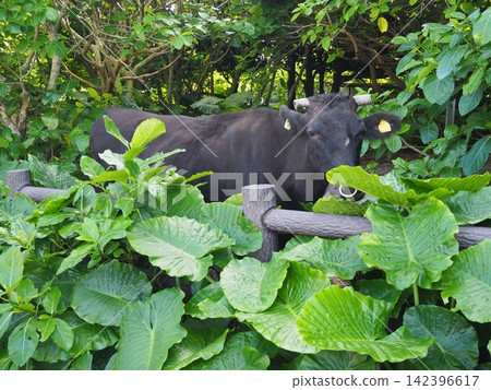 Okinawa, Kuroshima: A peaceful scene of Japanese Black cattle peeking out from among lush subtropical plants. Okinawa, Kuroshima: A peaceful scene of Japanese Black cattle peeking out from among lush subtropical plants. 142396617