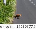Fox crossing the road 142396778