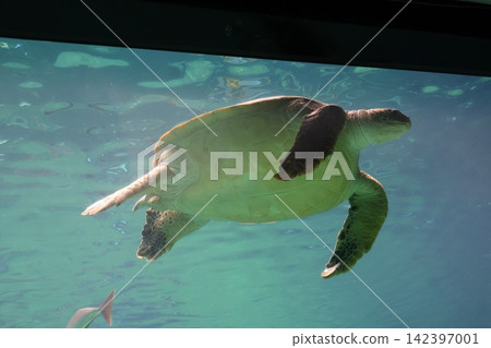 海龜 海龜 142397001