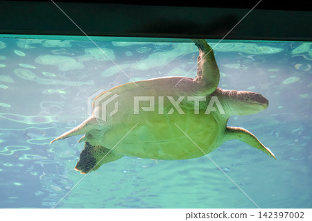 海龜 海龜 142397002
