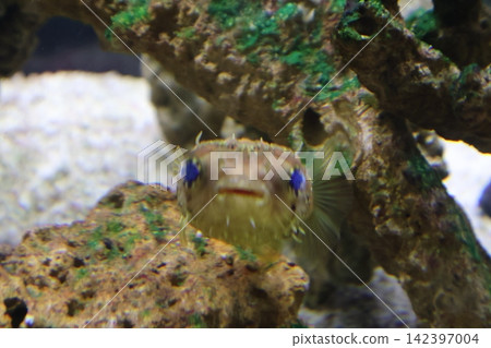 豪豬魚 豪豬魚 142397004