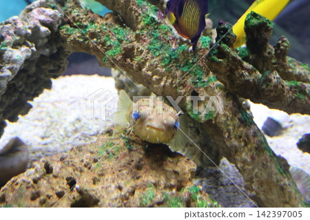 豪豬魚 豪豬魚 142397005