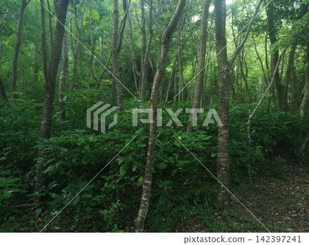 Deep in the forest Deep in the forest 142397241