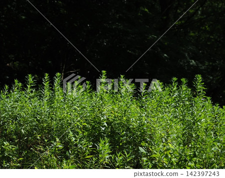 Wild grasses illuminated by the sun Wild grasses illuminated by the sun 142397243