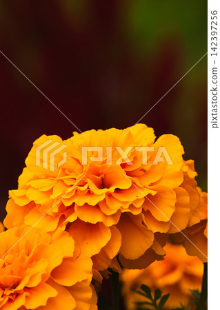 Beautiful orange marigolds Beautiful orange marigolds 142397256