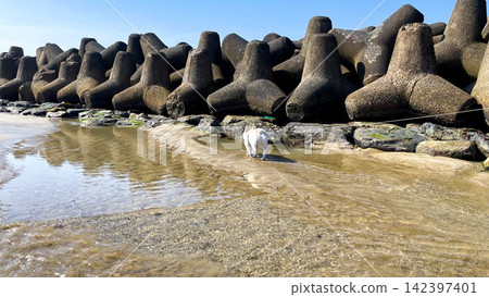 一隻法國鬥牛犬沿著哈圖海岸奔跑 142397401