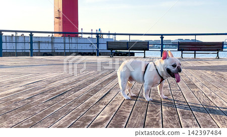 A scene of a French Bulldog walking across the Wakato Bridge. A scene of a French Bulldog walking across the Wakato Bridge. 142397484