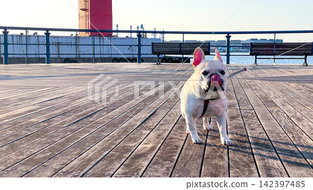 A scene of a French Bulldog walking across the Wakato Bridge. A scene of a French Bulldog walking across the Wakato Bridge. 142397485