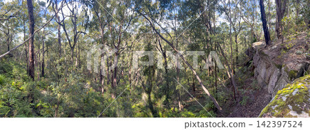 Dense bushland and rock escarpments in the Blue Mountains National Park Dense bushland and rock escarpments in the Blue Mountains National Park 142397524
