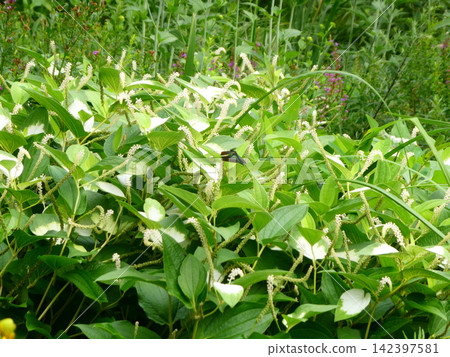 Summer wildflowers at the botanical garden of the Faculty of Agriculture, Iwate University, the successor to Morioka Higher School of Agriculture and Forestry, the alma mater of Kenji Miyazawa. 142397581