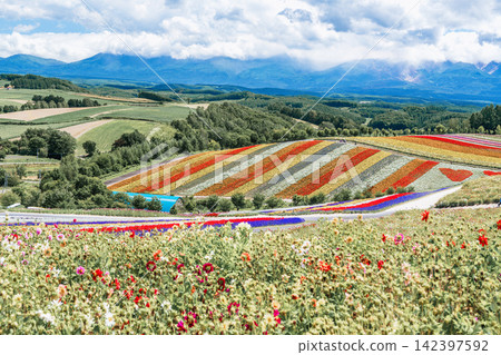 Panoramic view of vibrant rainbow flower fields and rolling hills in Shikisai no Oka with orange marigolds in foreground, Biei, Hokkaido, Japan Panoramic view of vibrant rainbow flower fields and rolling hills in Shikisai no Oka with orange marigolds in foreground, Biei, Hokkaido, Japan 142397592