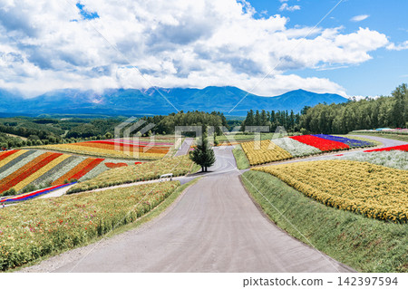 Panoramic view of vibrant rainbow flower fields and rolling hills in Shikisai no Oka with orange marigolds in foreground, Biei, Hokkaido, Japan Panoramic view of vibrant rainbow flower fields and rolling hills in Shikisai no Oka with orange marigolds in foreground, Biei, Hokkaido, Japan 142397594
