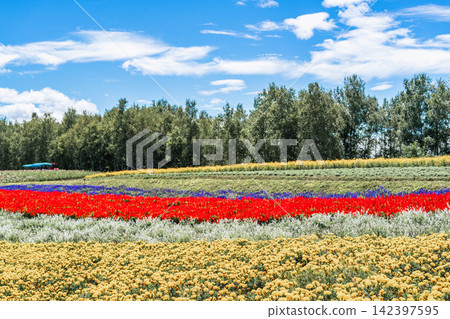 Panoramic view of vibrant rainbow flower fields and rolling hills in Shikisai no Oka with orange marigolds in foreground, Biei, Hokkaido, Japan Panoramic view of vibrant rainbow flower fields and rolling hills in Shikisai no Oka with orange marigolds in foreground, Biei, Hokkaido, Japan 142397595