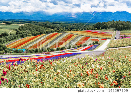 Panoramic view of vibrant rainbow flower fields and rolling hills in Shikisai no Oka with orange marigolds in foreground, Biei, Hokkaido, Japan 142397599