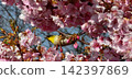 盛開的 Okamezakura 的白眼吸花蜜 142397869