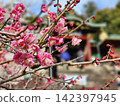 梅花和一座紅色的神龕 142397945