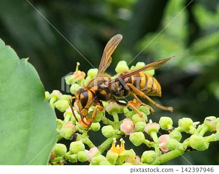 黃蜂在伊戈樹上採集花蜜 黃蜂在伊戈樹上採集花蜜 142397946