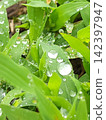 雨淋濕了 142397947