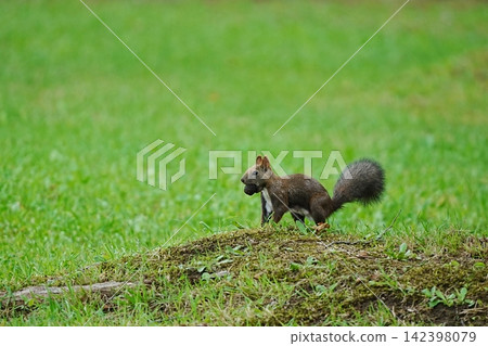 A Hokkaido squirrel in a watchful posture against a beautiful green background. A Hokkaido squirrel in a watchful posture against a beautiful green background. 142398079