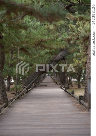 A walking trail through the pine forest of Miho no Matsubara, Shizuoka Prefecture A walking trail through the pine forest of Miho no Matsubara, Shizuoka Prefecture 142398120