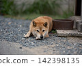 A Shiba Inu relaxing outdoors: The natural state of a Japanese dog breed. 142398135