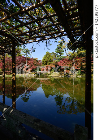 京都仙洞禦所、紅葉橋、秋葉 京都仙洞禦所、紅葉橋、秋葉 142398777