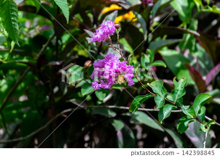 Bright purple crape myrtle flowers blooming among lush green leaves tropical garden natural sunlight vibrant summer color Bright purple crape myrtle flowers blooming among lush green leaves tropical garden natural sunlight vibrant summer color 142398845
