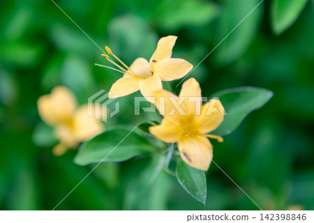 Delicate yellow tropical flowers blooming among lush green leaves soft natural background highlighting fresh botanical beauty peaceful garden nature Delicate yellow tropical flowers blooming among lush green leaves soft natural background highlighting fresh botanical beauty peaceful garden nature 142398846