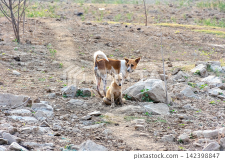 Two stray dogs standing together dry rocky ground rural outdoor area showing natural canine behavior life of free roaming animals Two stray dogs standing together dry rocky ground rural outdoor area showing natural canine behavior life of free roaming animals 142398847