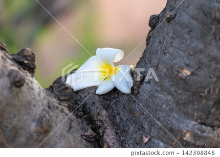 White plumeria flower resting dark tree trunk soft natural background highlighting tropical beauty delicate petals peaceful nature White plumeria flower resting dark tree trunk soft natural background highlighting tropical beauty delicate petals peaceful nature 142398848