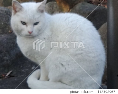 White cat White cat 142398967