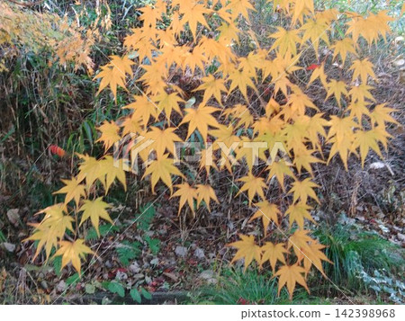 Autumn leaves Autumn leaves 142398968