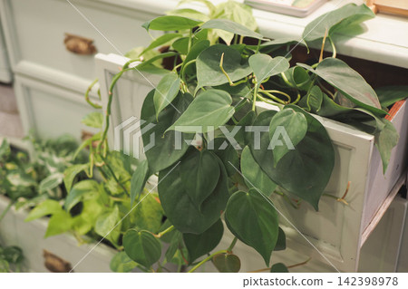 Plants growing from an open drawer in a home Plants growing from an open drawer in a home 142398978