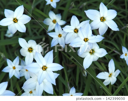 單花星花（Ipheion uniflorum）成群生長 142399030