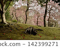 城南宮神社庭園：垂枝梅花與落山的山茶花（京都市伏見區） 142399271