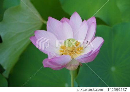 蓮花 蓮花 142399287